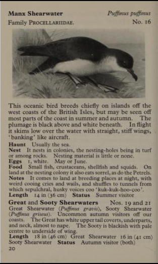 manx shearwater page from Observer's Book of Birds
